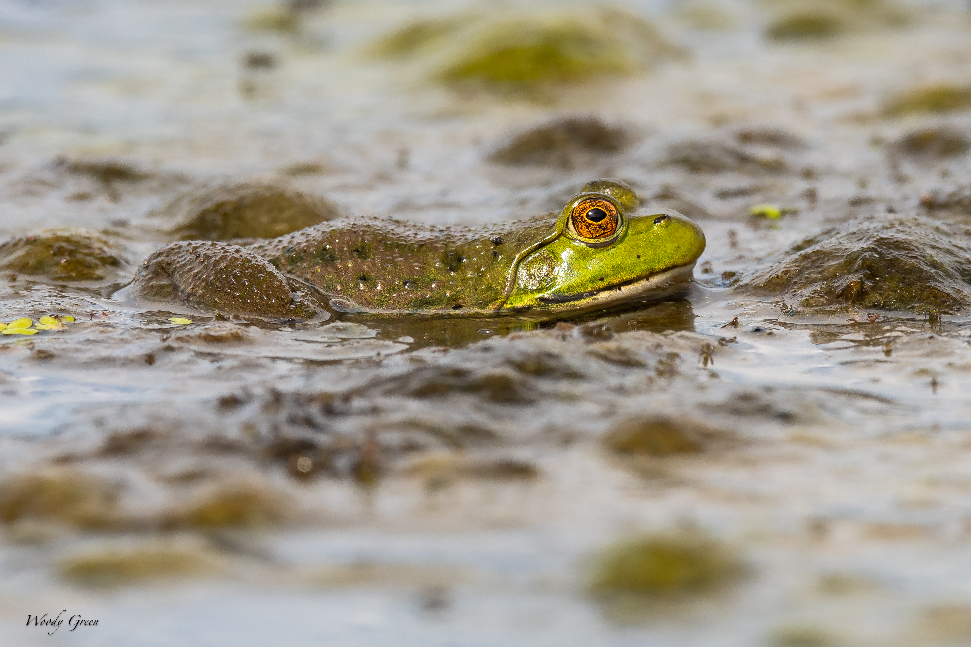 Frog-89.jpg
