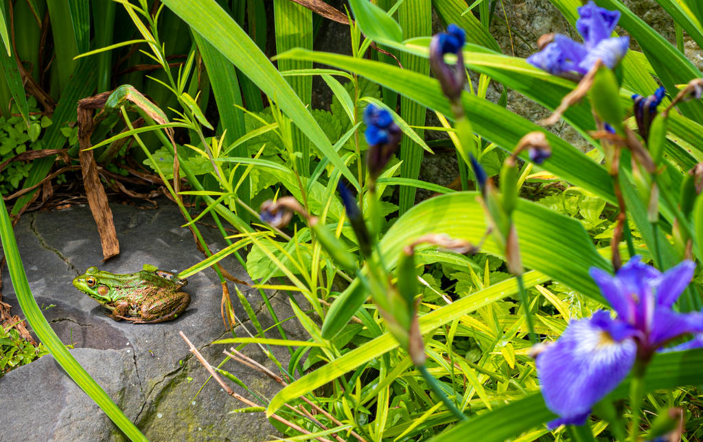 Frog and Purple Flowers (1 of 1).jpg