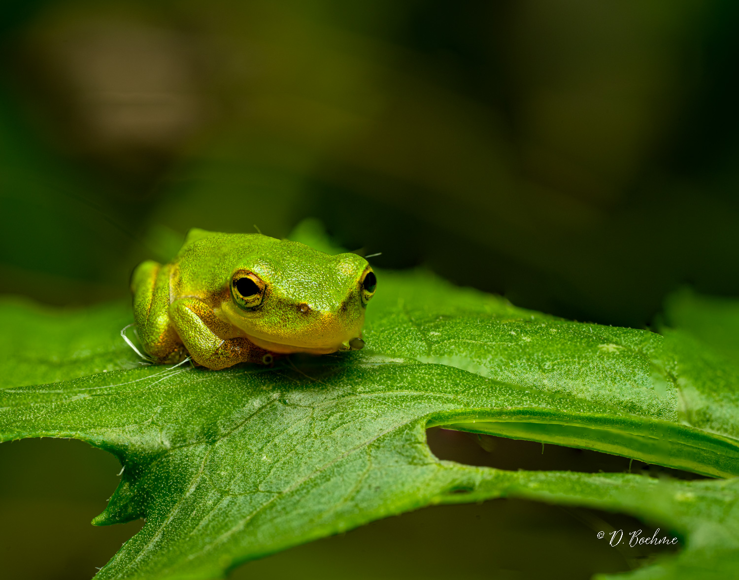 frog.jpg