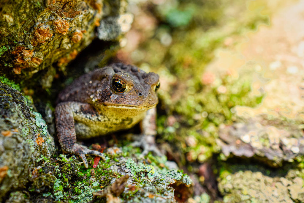 Frog Ringwood 1 (1 of 1).jpg