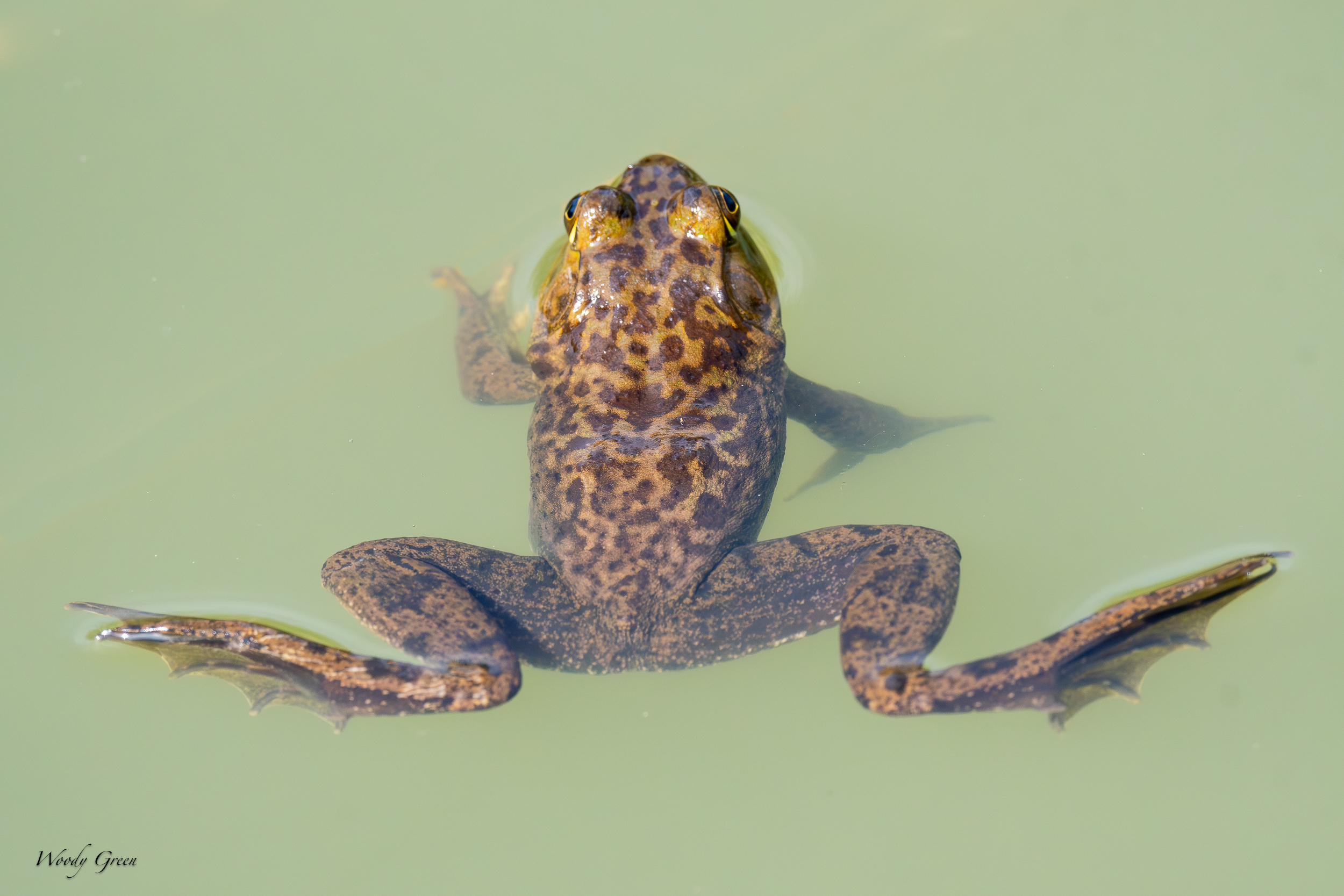 FrogBehind-625.jpg