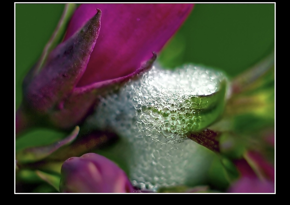 Froghopper spawn.jpg