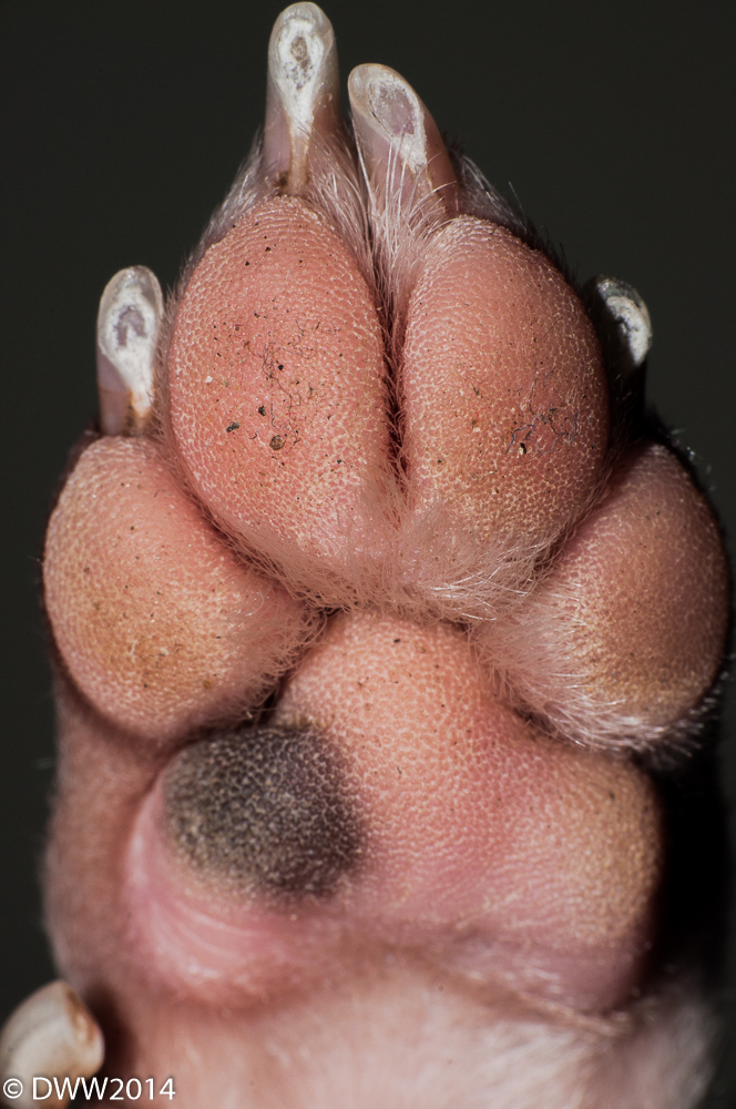 Front Paw (1 of 1).jpg