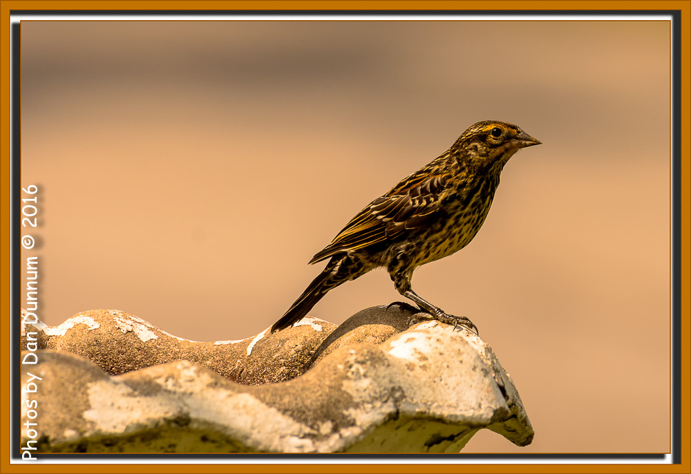 Front Porch Stuff-9071-Edit.jpg