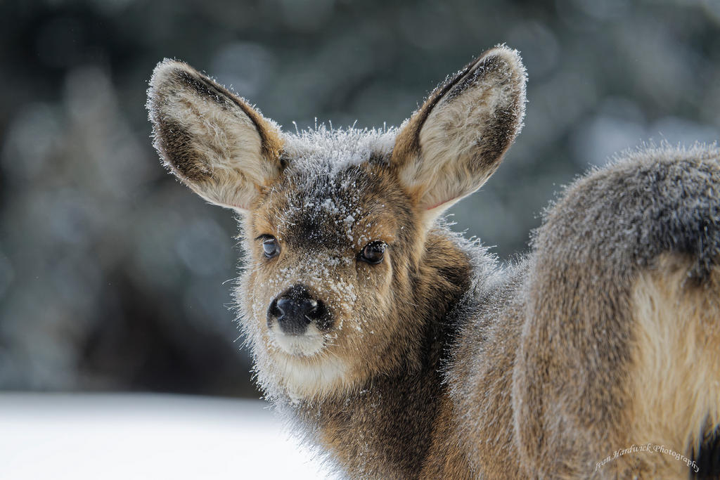 Frosty fawn 2.jpg