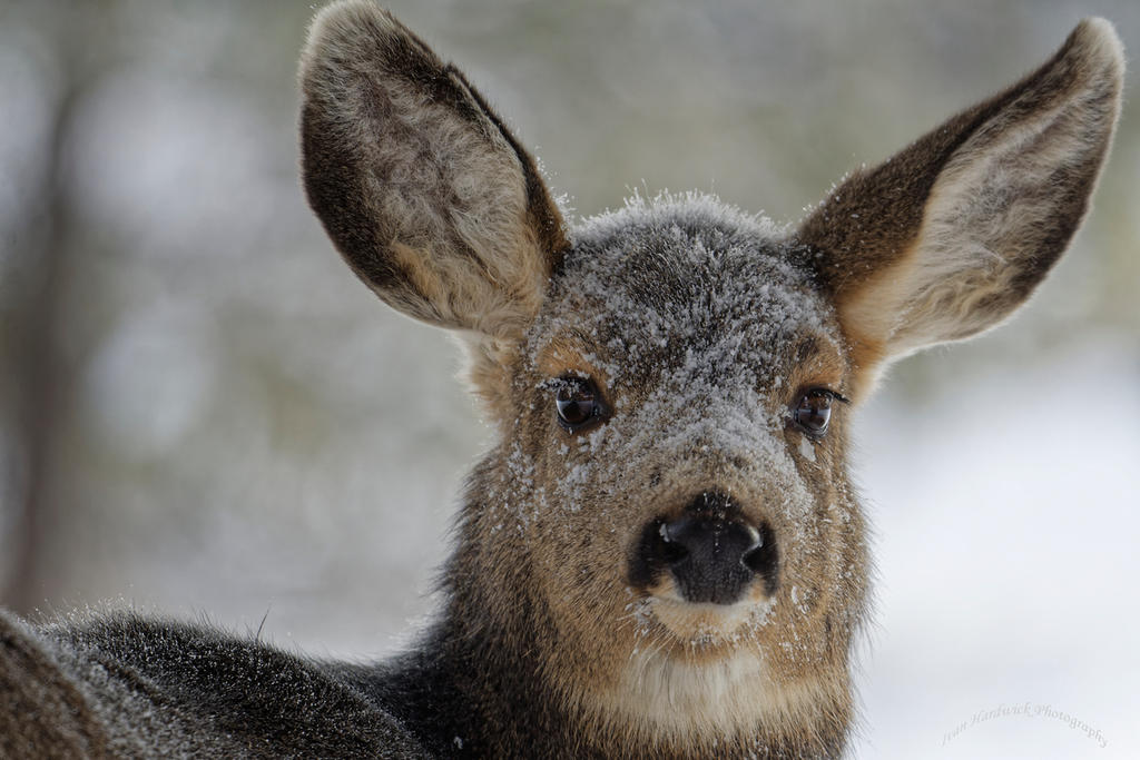 Frosty fawn.jpg
