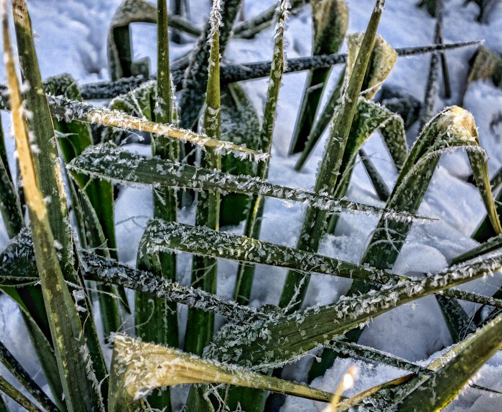frosty yuccas.jpg