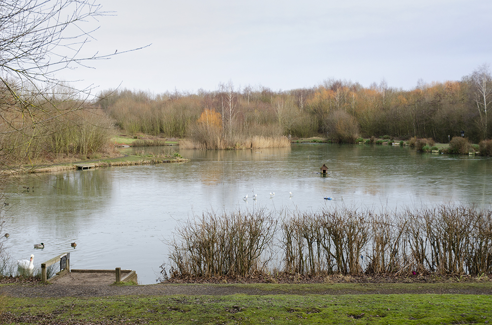 Frozen Pond.jpg