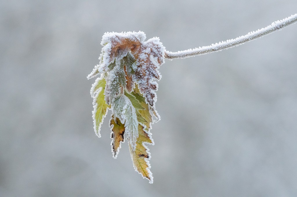 FrozenL.jpg