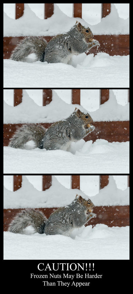 FrozenNutz-Edit.jpg