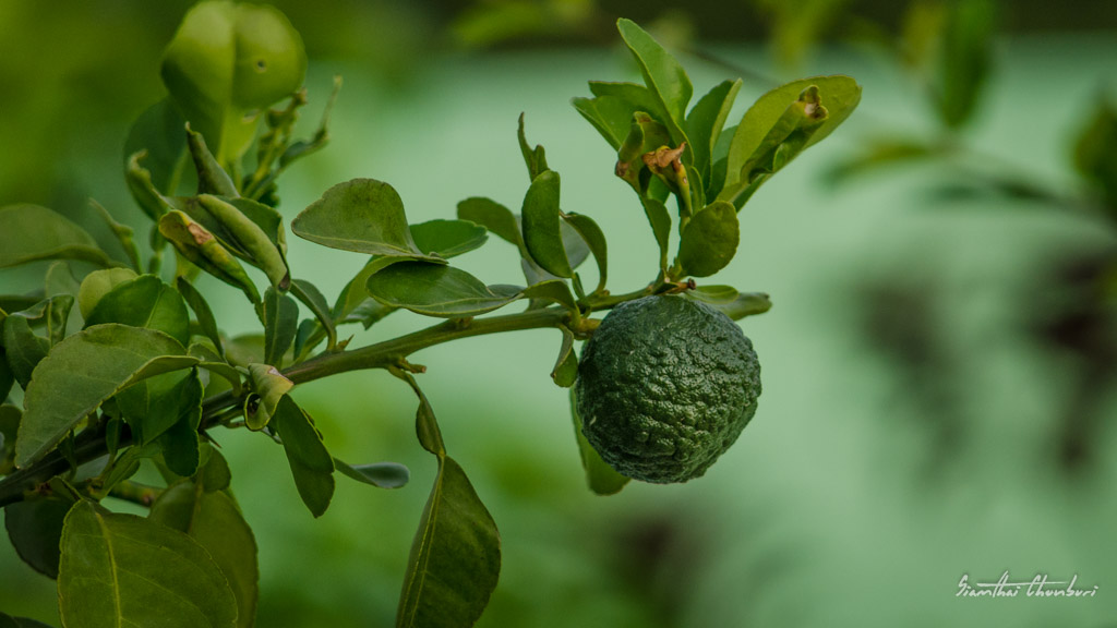 fruit-1.jpg