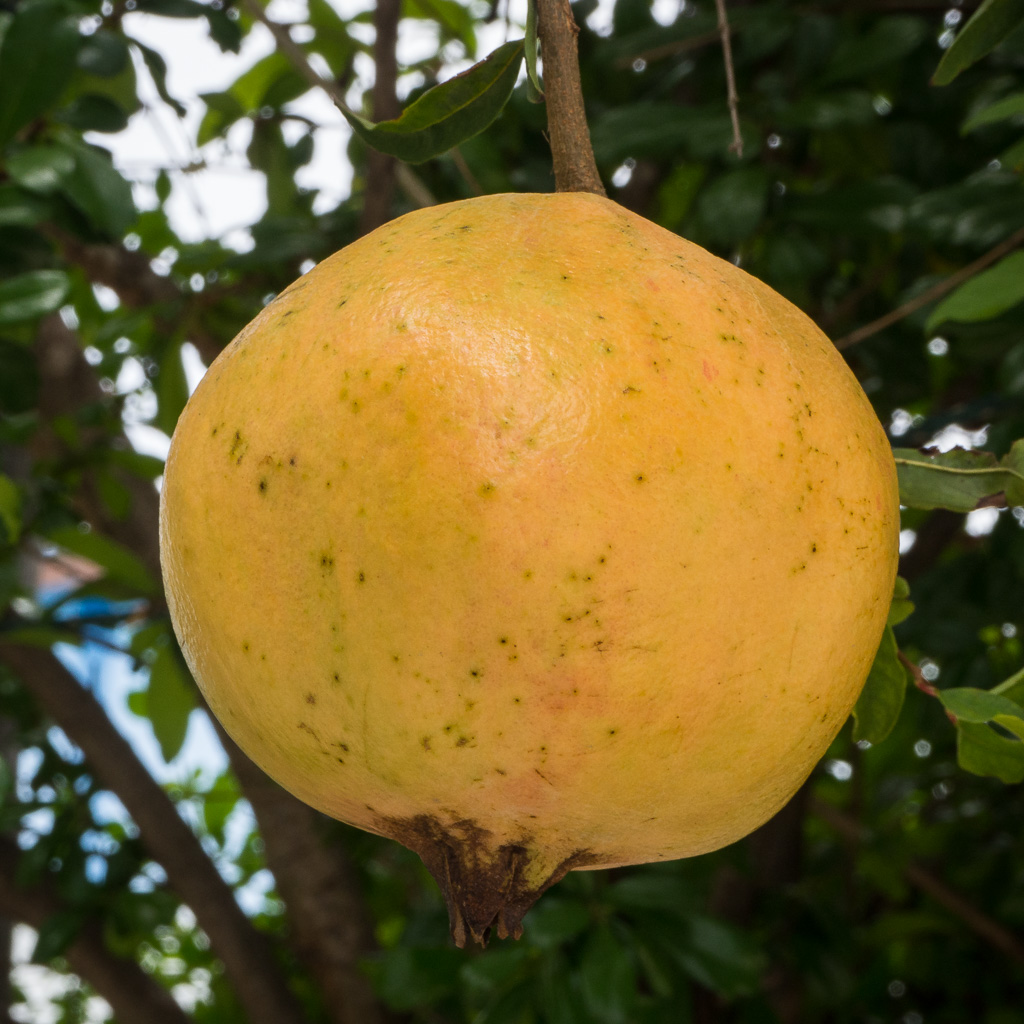 fruit.jpg