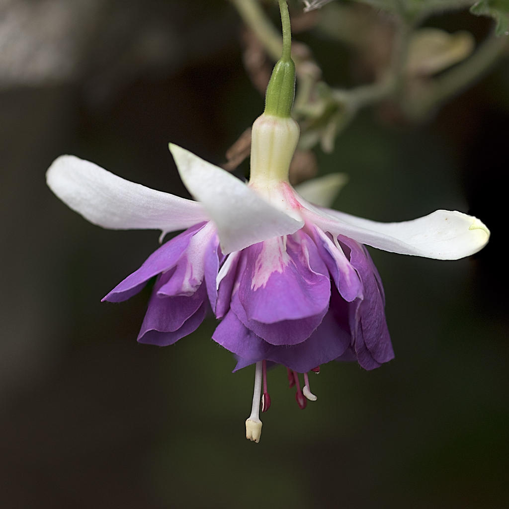 Fuchsia-2.jpg