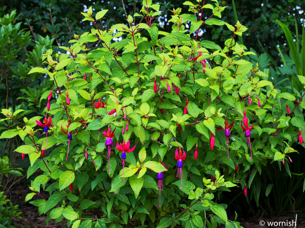 Fuchsia.jpg