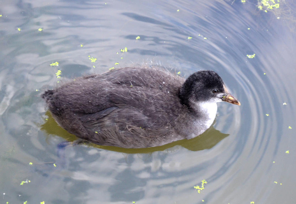 Fulica atra juvenile.jpg