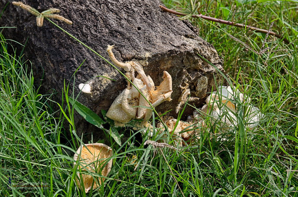 funghi3-1.jpg
