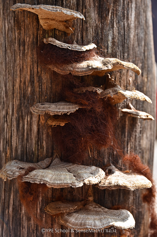 fungi-1.jpg