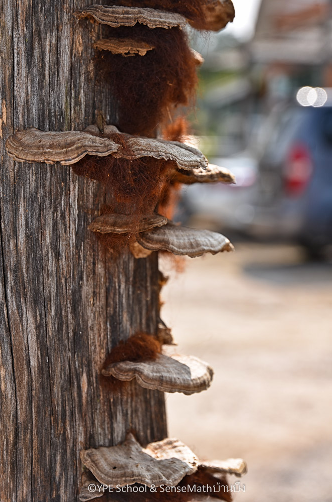 fungi-2.jpg