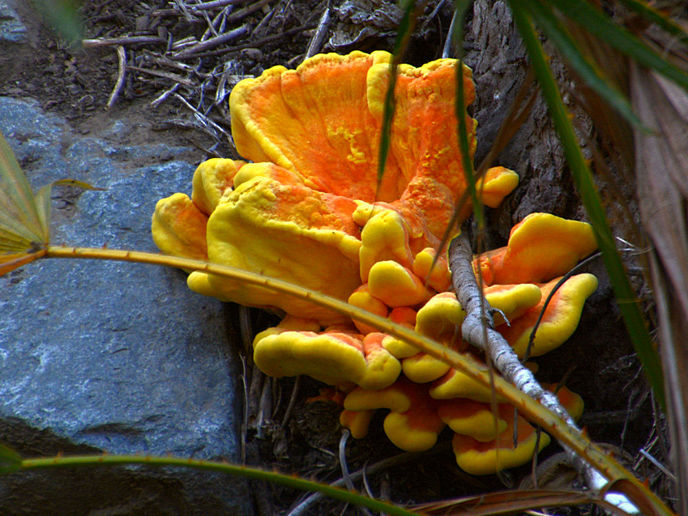 Fungi.jpg