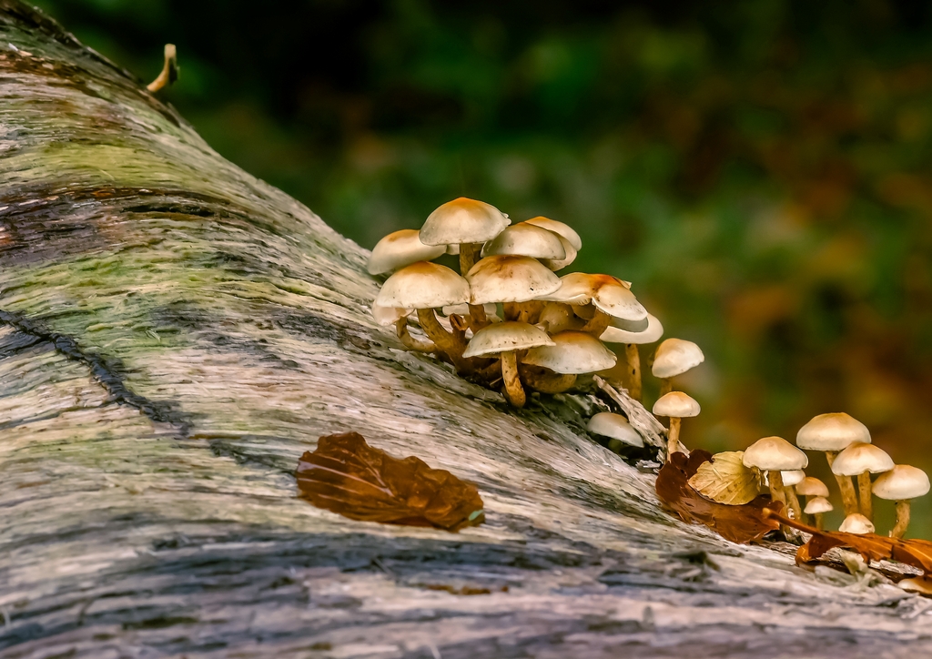 Fungi.jpg