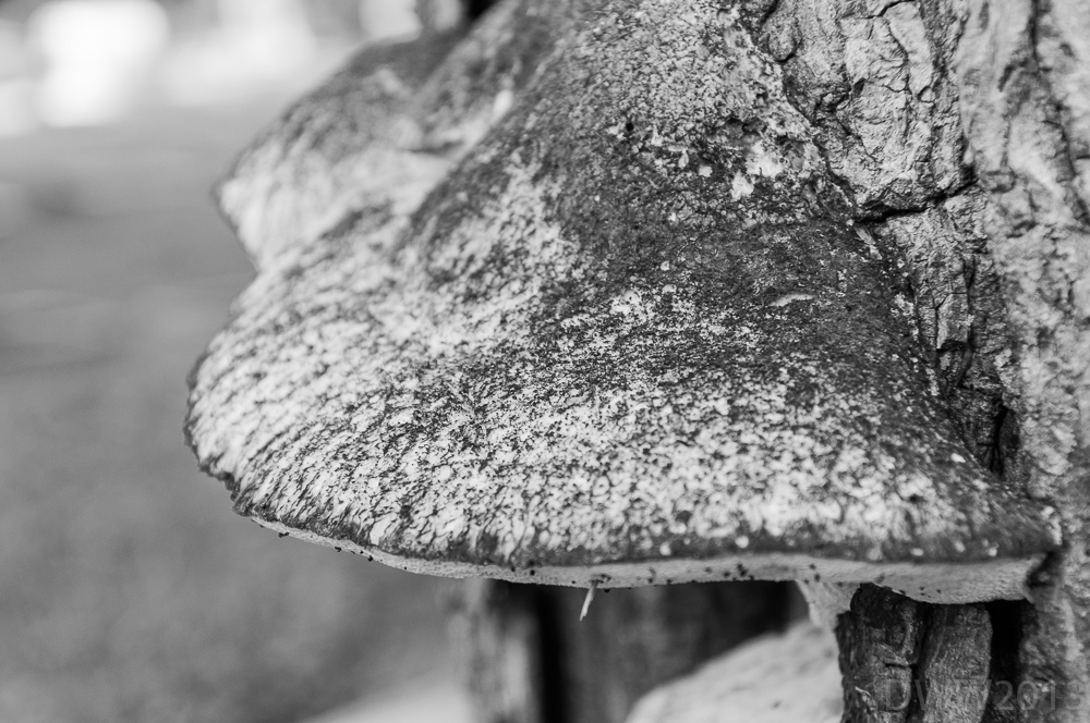 Fungus (1 of 1).jpg