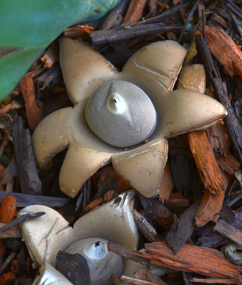 Fungus.jpg