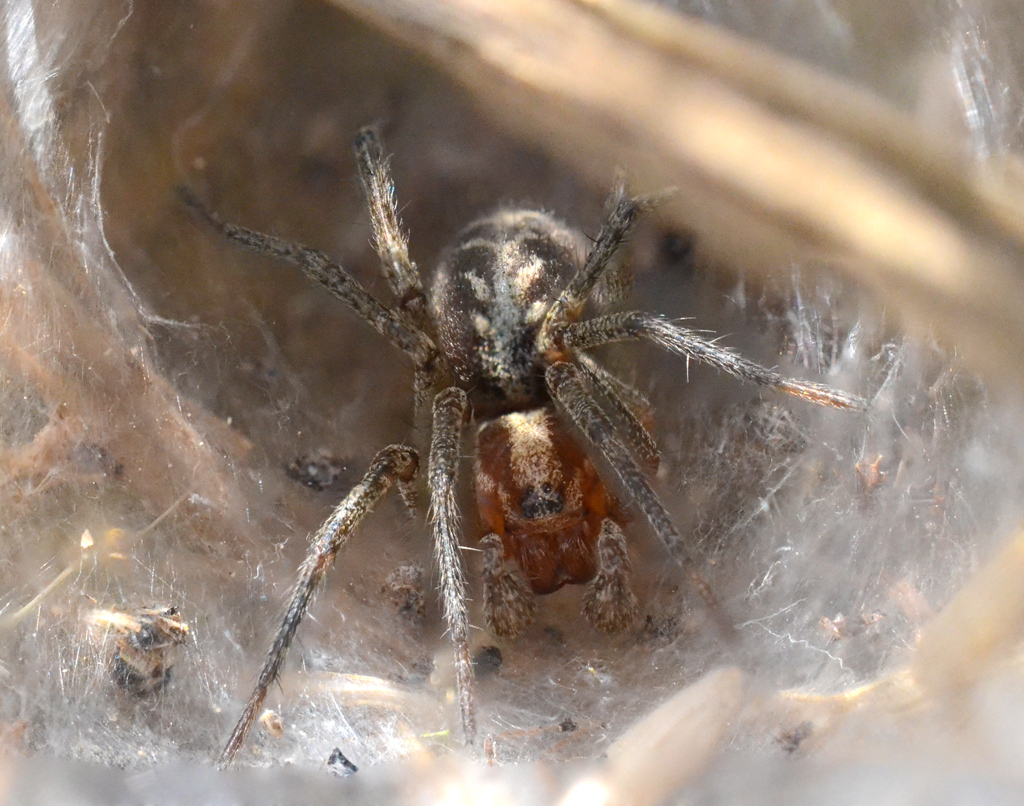 Funnel web spider.jpg