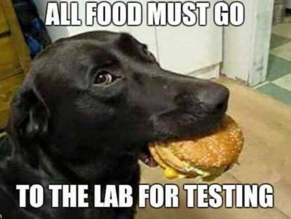 Funny-Animal-Meme.jpg