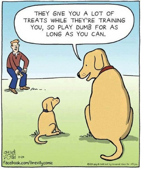 funny-dog-cartoon.jpg