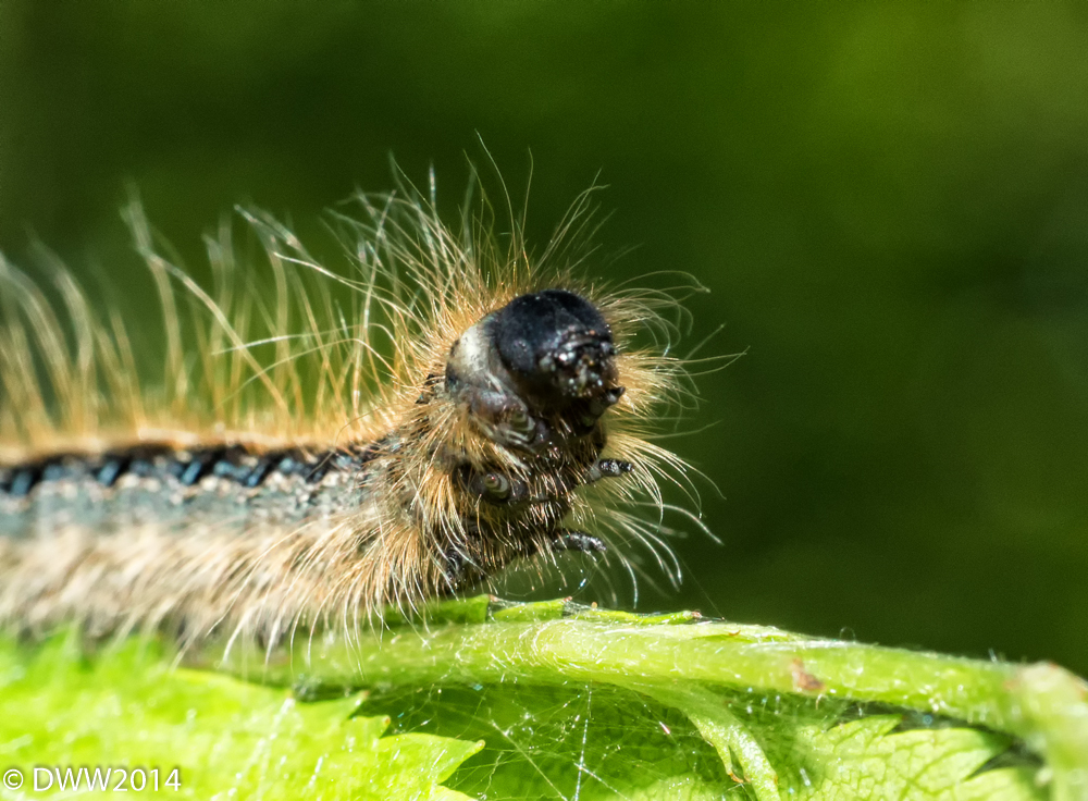 Furry Catapillar2 (1 of 1).jpg