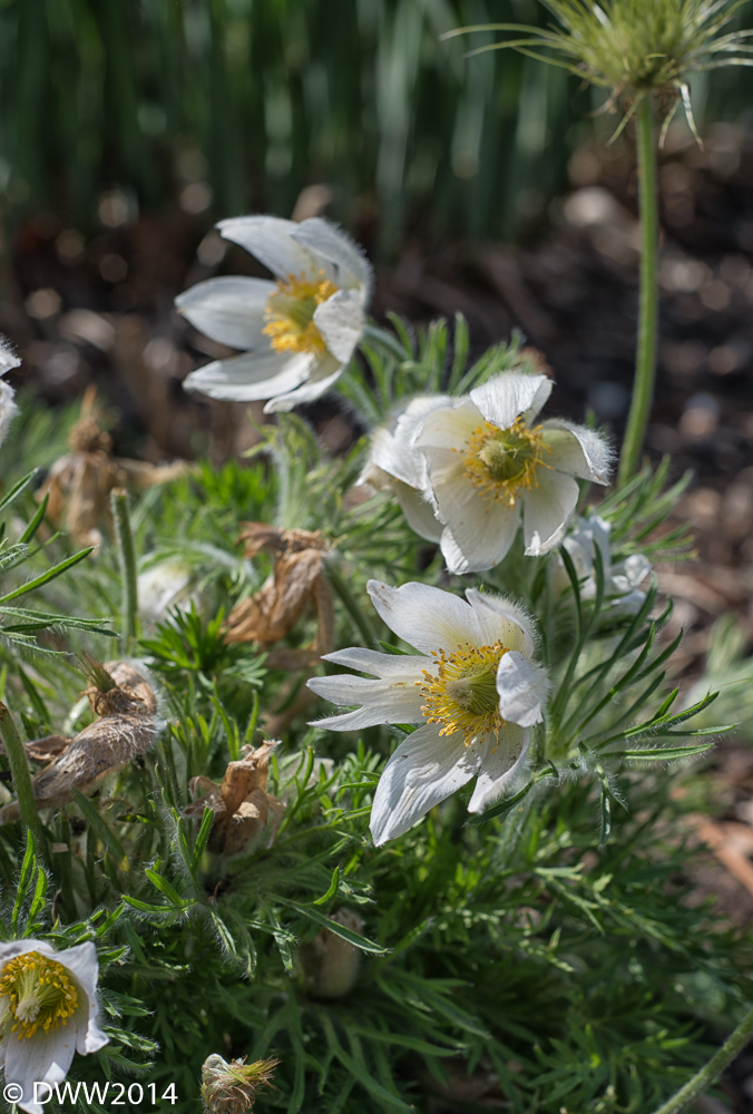 Furry Flower (1 of 1).jpg