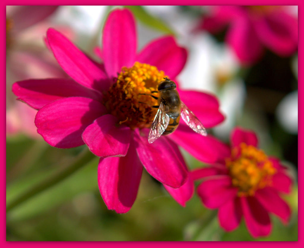 Fuscha Flower with Bee.jpg