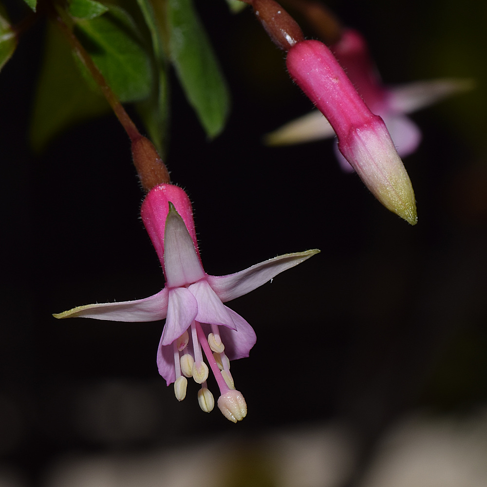 Fuschia.jpg