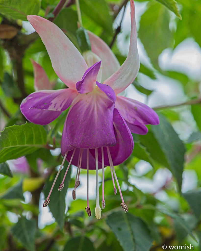 Fuschia.jpg