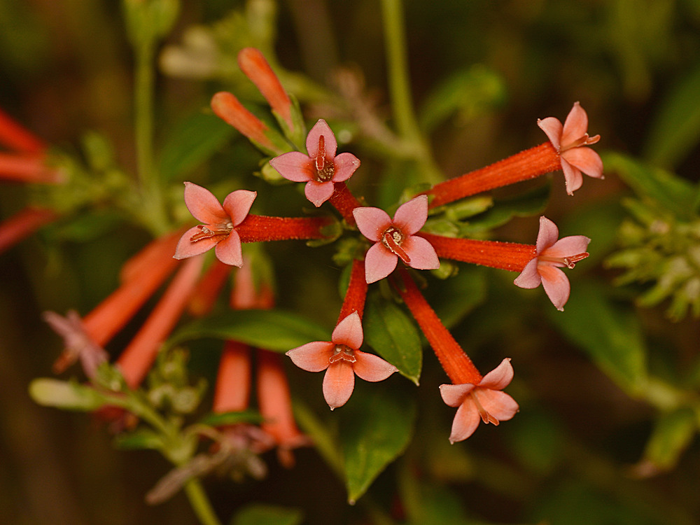Fuscia.jpg