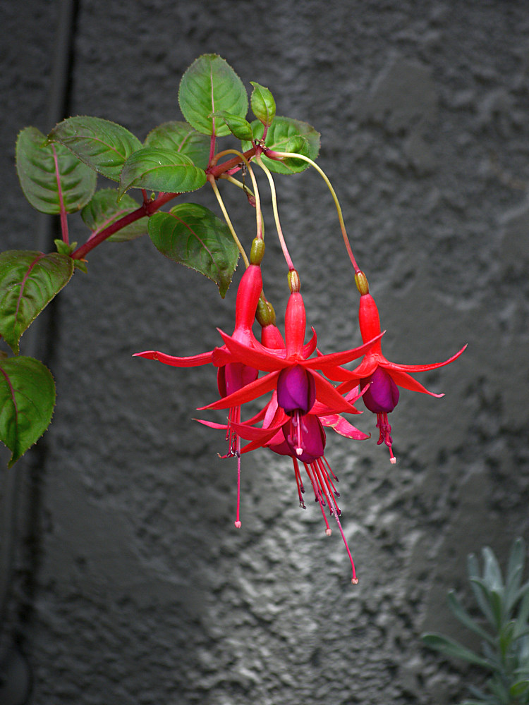 Fuscia.jpg