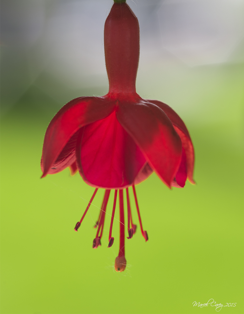 Fushia.jpg