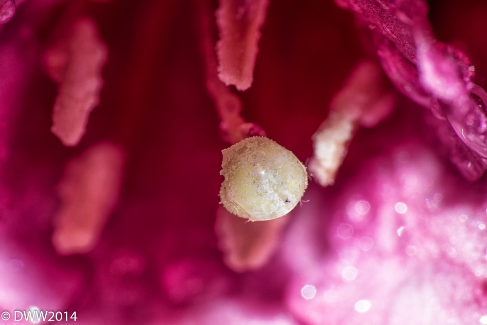 Fusia Power (1 of 1).jpg