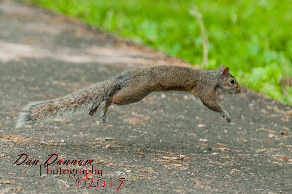 Fuzzy tailed rat-5086.jpg