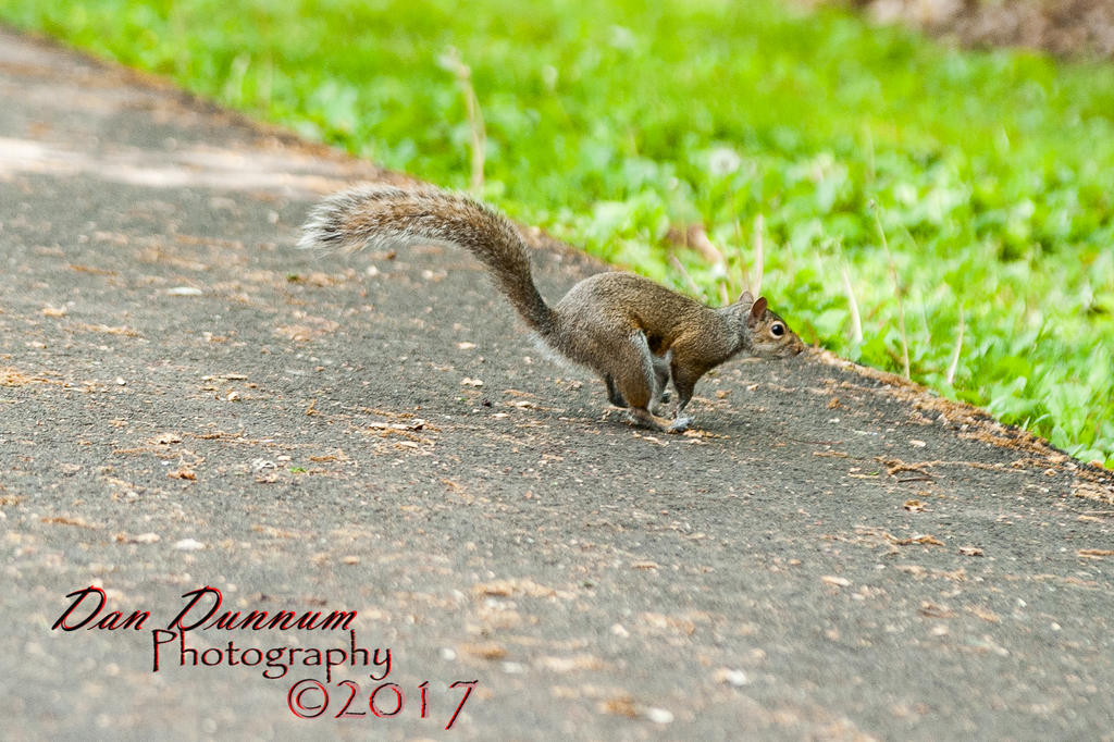 Fuzzy tailed rat-5087.jpg