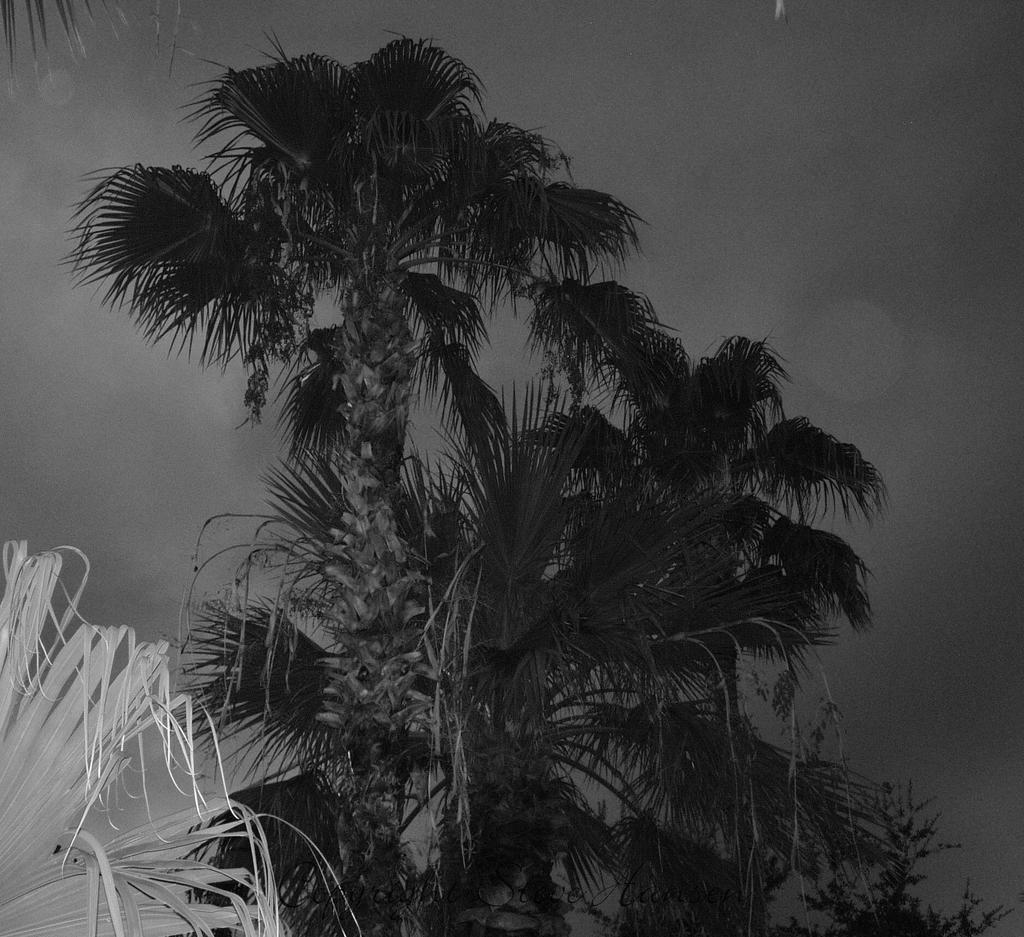 FXCD0009.jpg