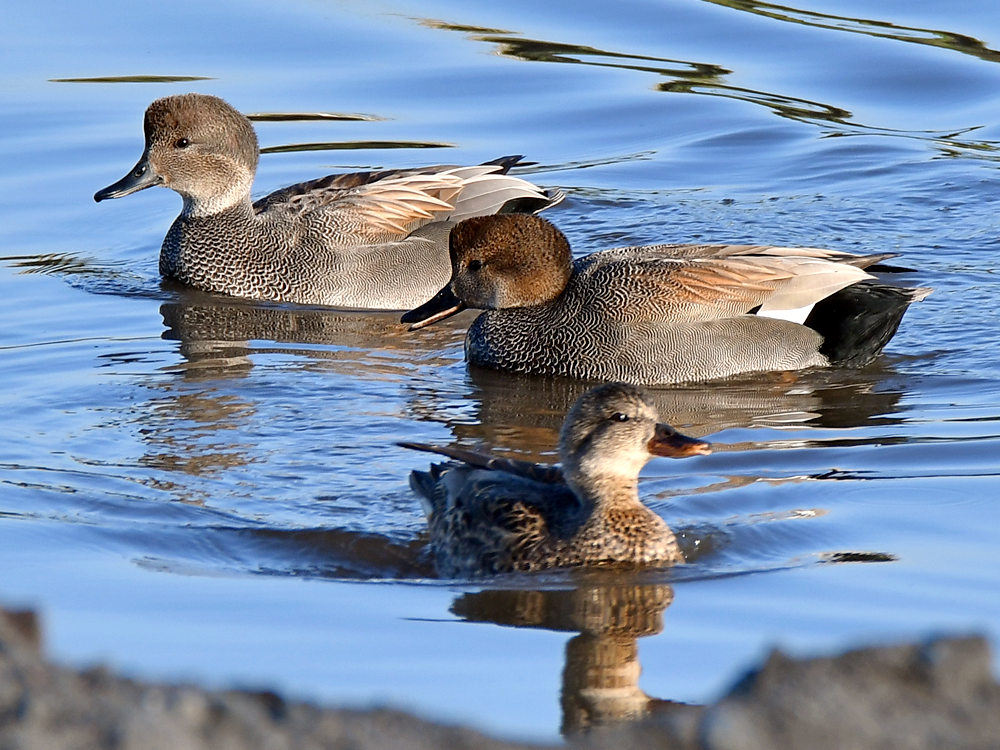 Gadwall.jpg