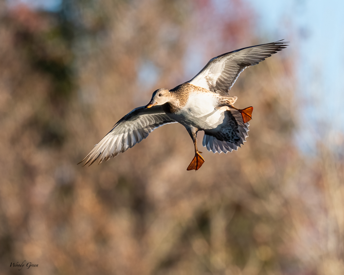 GadwallLanding-201.jpg