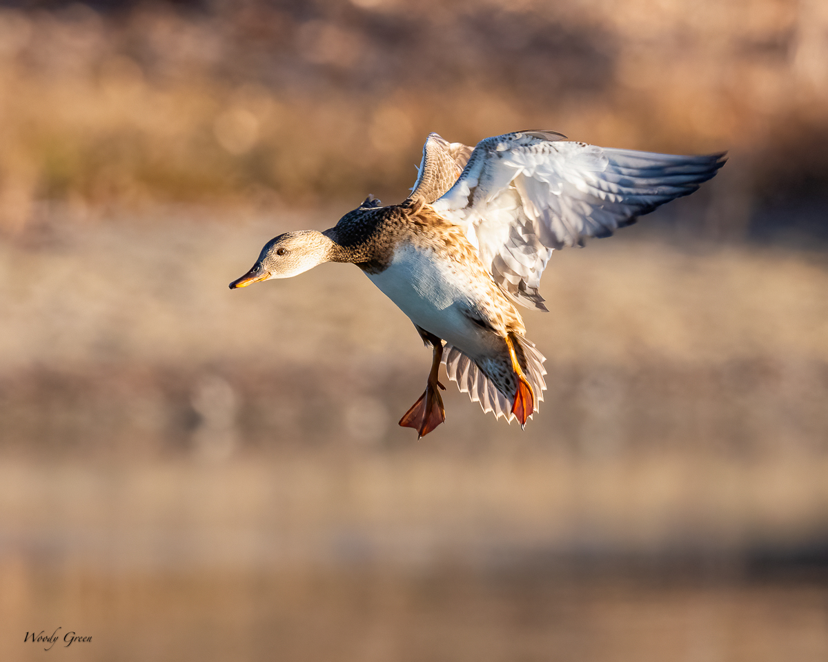 GadwallLanding-202.jpg
