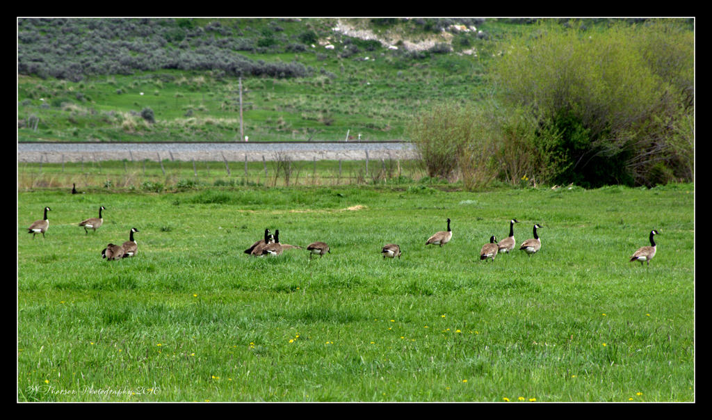 Gaggle of Geese  5-16-2016.jpg