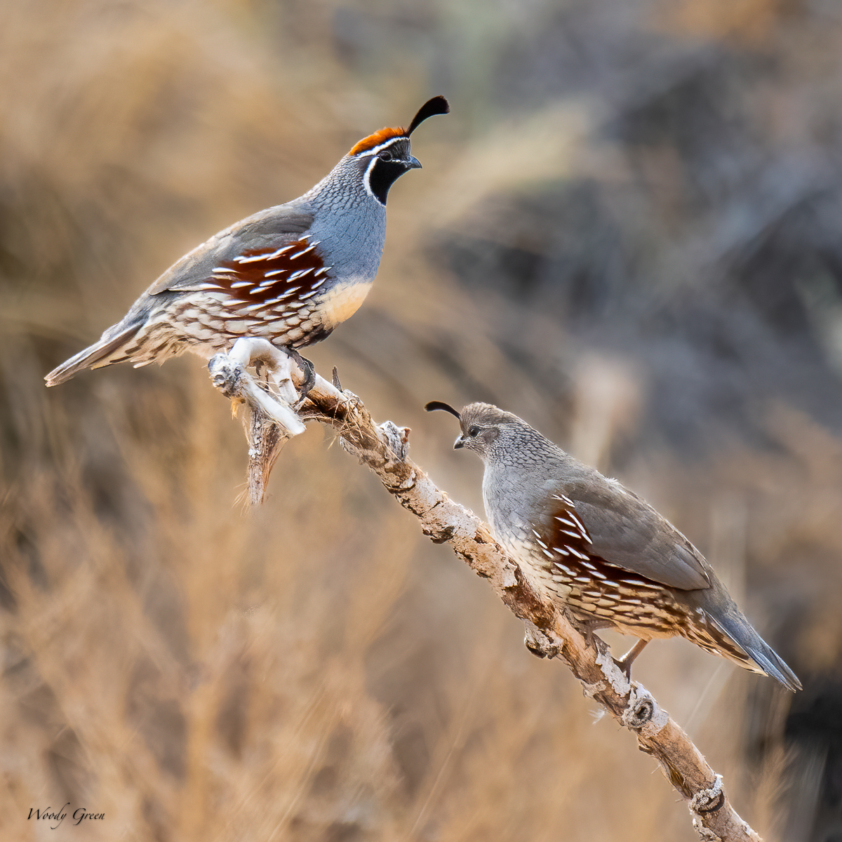GambelsQuailPair-249.jpg