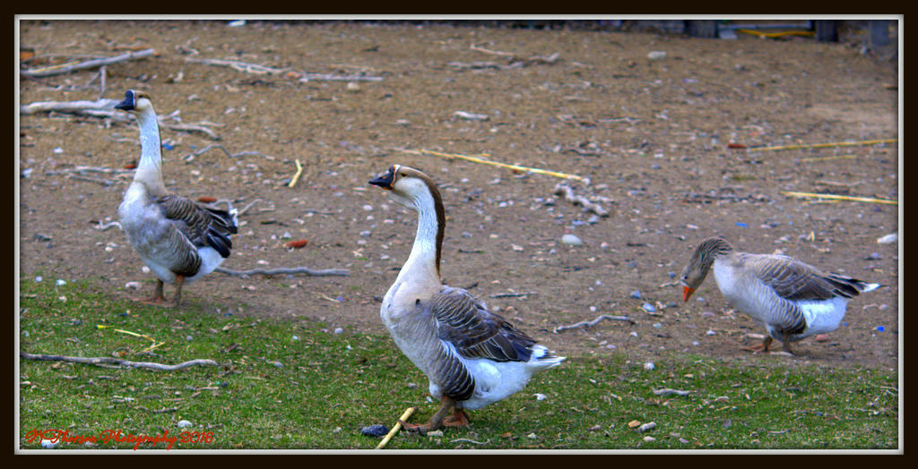 Gander, Gander, and Goose 3-2-2016.jpg