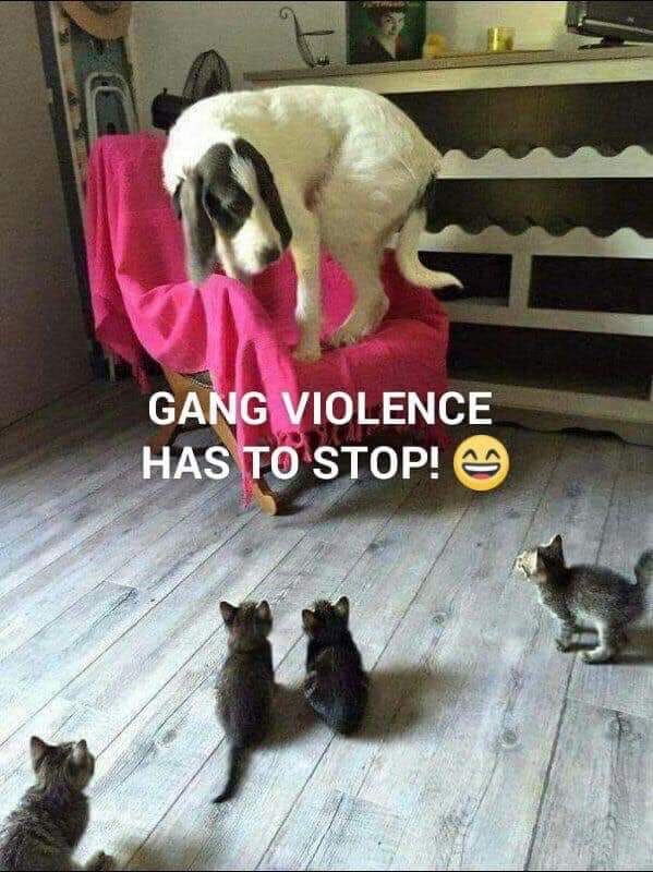 gang.jpg