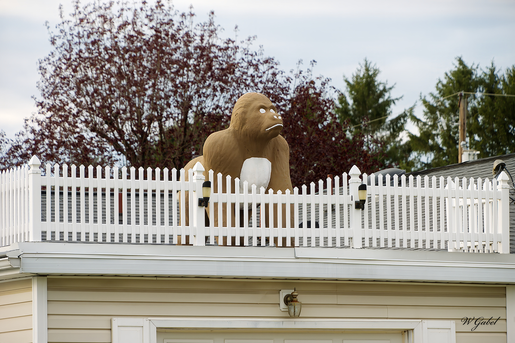garage-roof-gorrilla-sm-jpg.404428