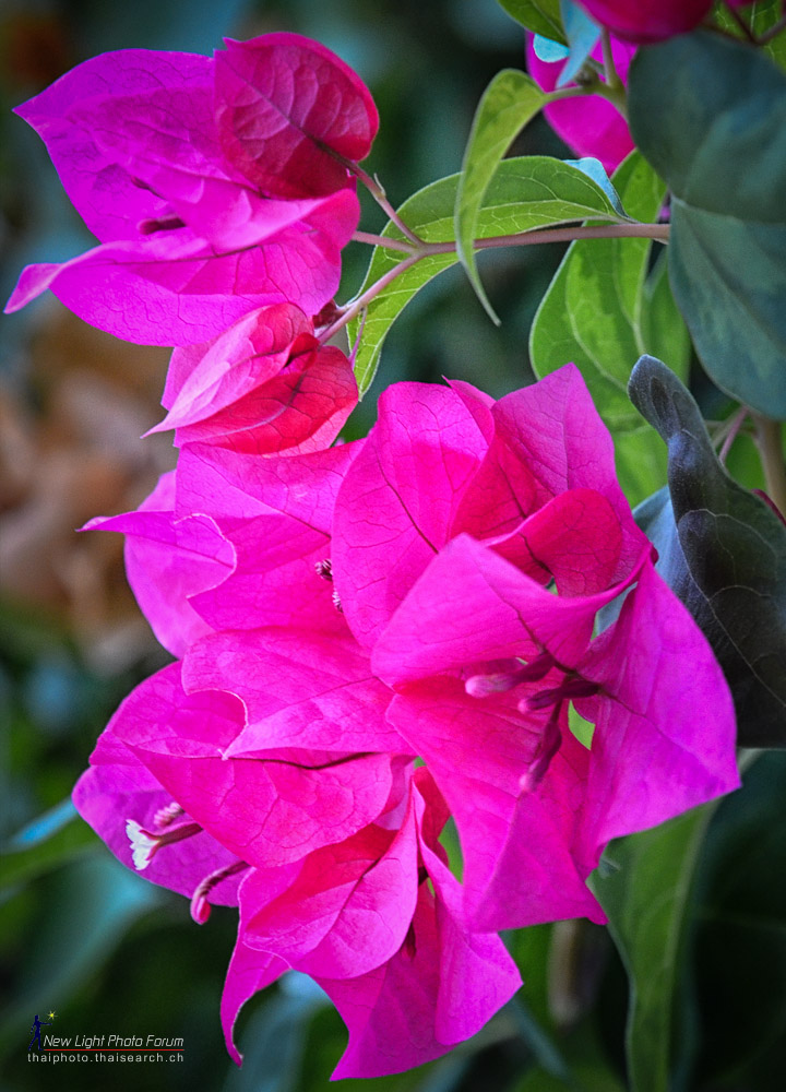 garden-1.jpg